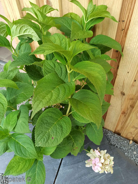 Hortensja ogrodowa Semperflorens Hydrangea macrophylla