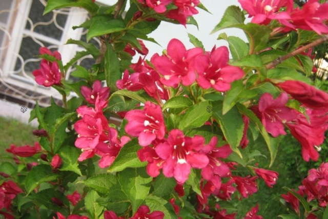 Krzewuszka cudowna Lucifer Weigela florida C2