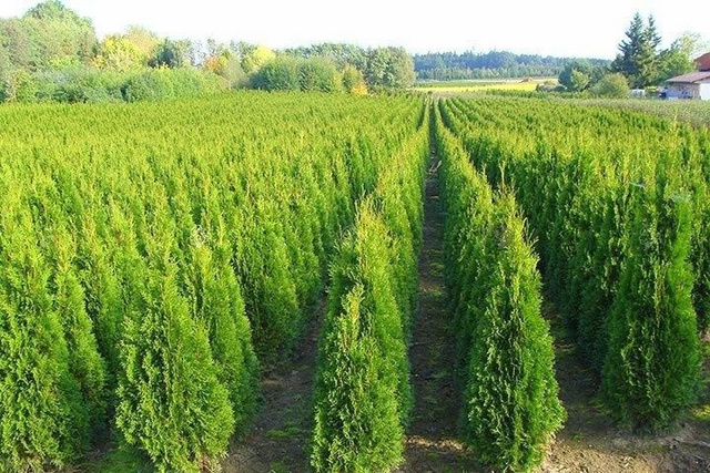 Tuja Szmaragd Thuja Smaragd occidentalis 80-90 C2