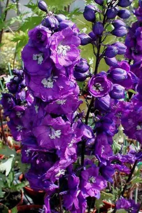 Ostróżka ogrodowa Christel Delphinium elatum C2