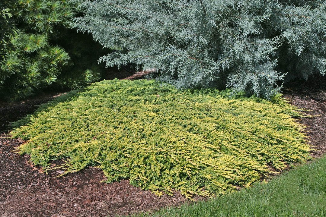 Jałowiec płożący Golden Carpet Juniperus horizontalis C3