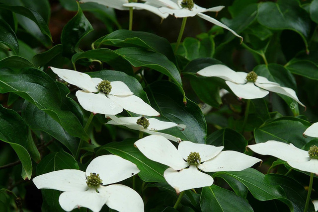 Dereń kousa Cornus kousa C2