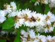 Żylistek szorstki Candidissima Deutzia scabra C2