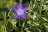 Barwinek większy Variegata Vinca major