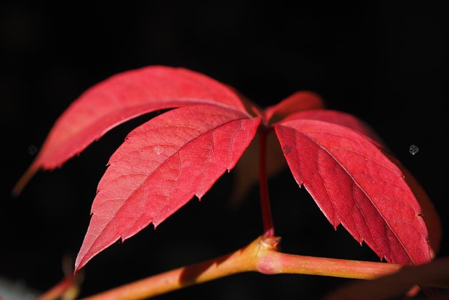 Winobluszcz pięciolistkowy Murorum Parthenocissus quinquefolia C2