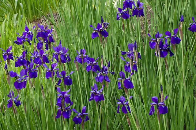 Kosaciec syberyjski Dark Blue Iris sibirica C1