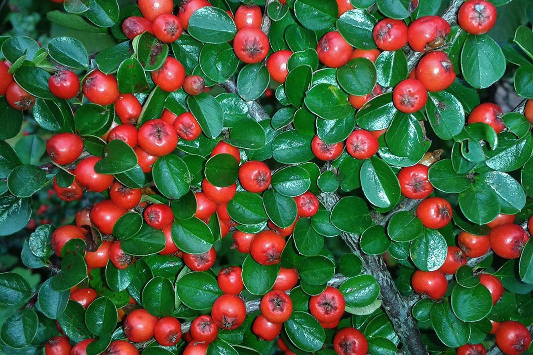 Irga szwedzka Coral Beauty Cotoneaster suecicus P9