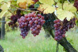 Winorośl Chrupka Różowa Vitis C2