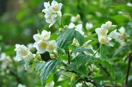 Jaśminowiec Mont Blanc Philadelphus P9