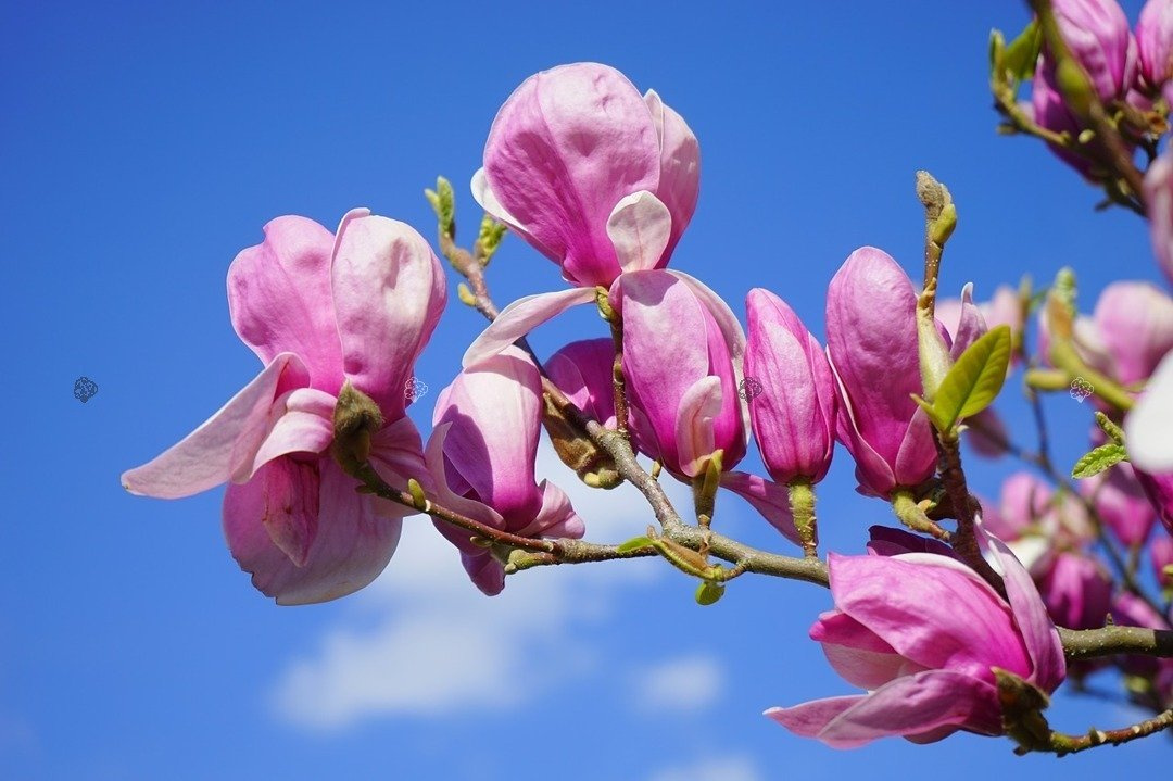 Magnolia Betty Magnolia C2