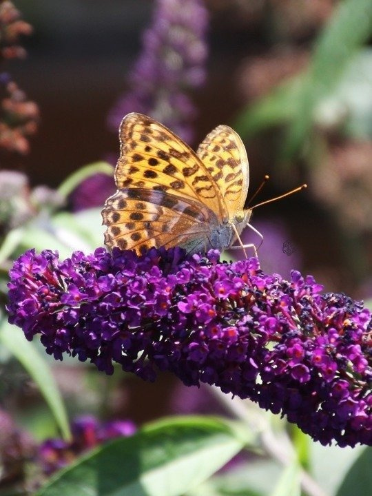 Budleja Davida Tricolor Buddleja davidii 3xP9