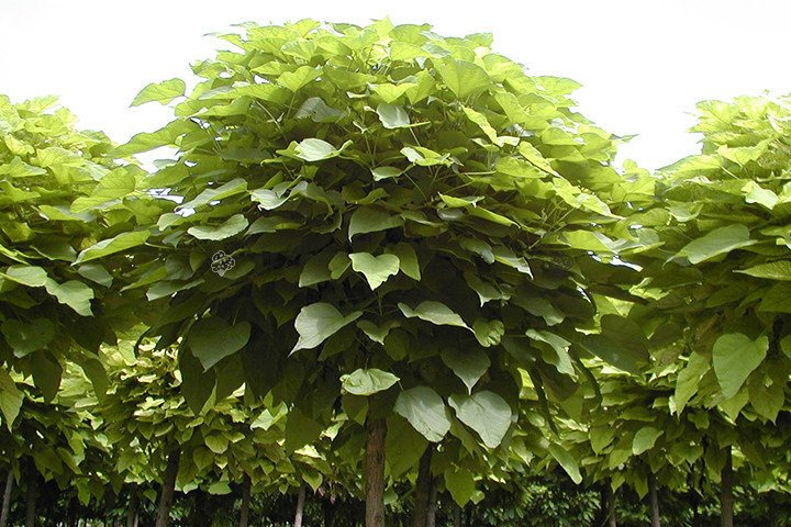Surmia bignoniowa Nana Catalpa bignonioides C2