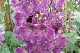 Ostróżka Pacific Giant Astolat Delphinium colt. C1