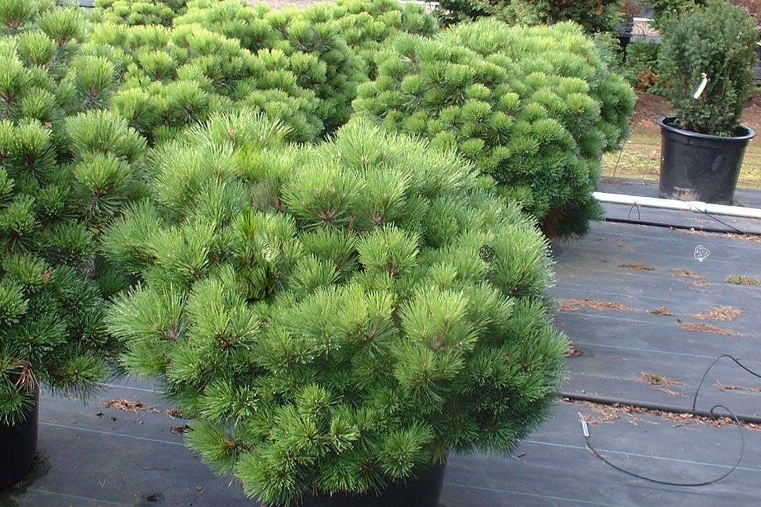 Sosna gęstokwiatowa Jane Kluis Pinus densiflora C7,5