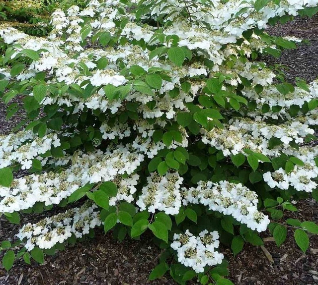 Kalina japońska Cascade Viburnum plicatum C2