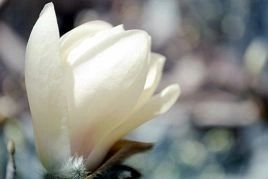 Magnolia Soulange'a Alba Superba Magnolia soulangeana C3