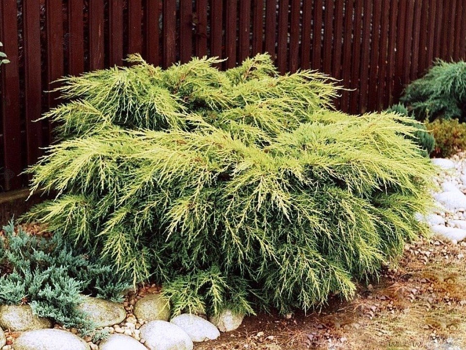 Jałowiec Pfitzera King of Spring Juniperus pfitzeriana C5