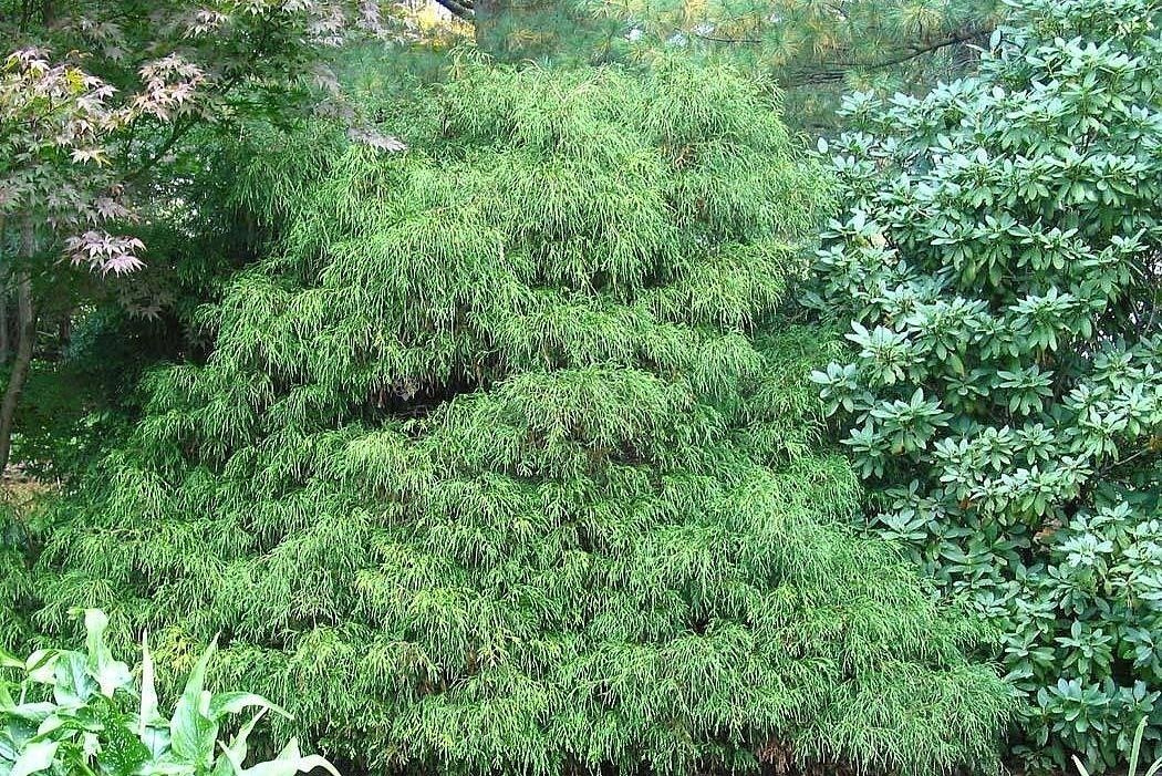 Cyprysik groszkowy Filifera Chamaecyparis pisifera P9