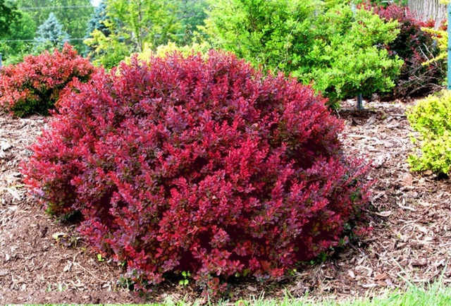Berberys Thunberga Bagatelle Berberis thunbergii C2