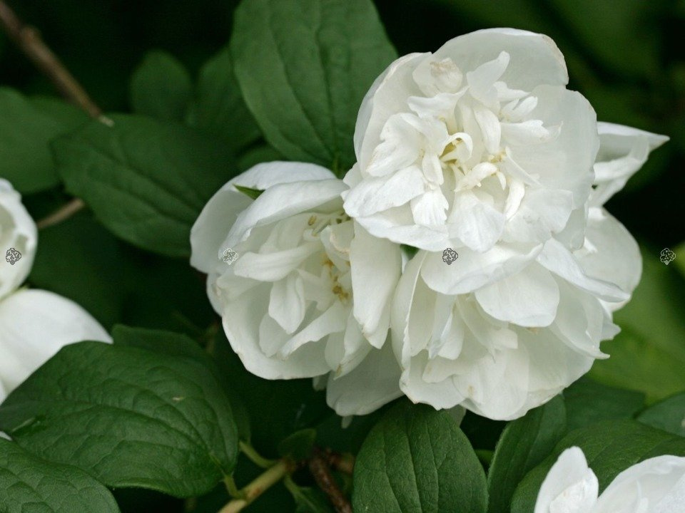 Jaśminowiec Girandole Philadelphus P9