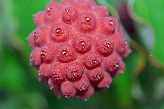 Dereń kousa Cornus kousa C2