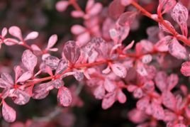 Berberys Thunberga Rose Glow Berberis thunbergii C2