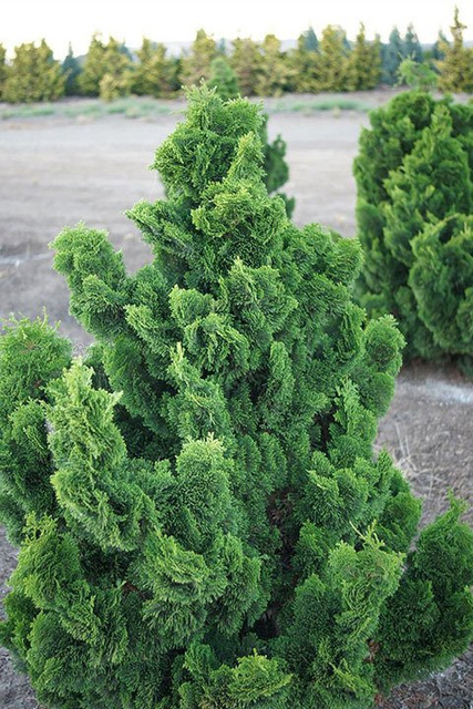 Cyprysik tępołuskowy Nana Gracilis Chamaecyparis obtusa C2