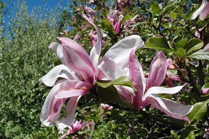Magnolia Ricki Magnolia C2
