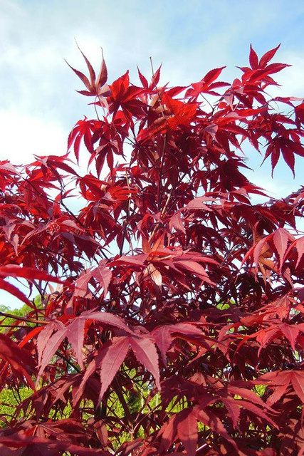 Klon palmowy Atropurpureum Acer palmatum C2