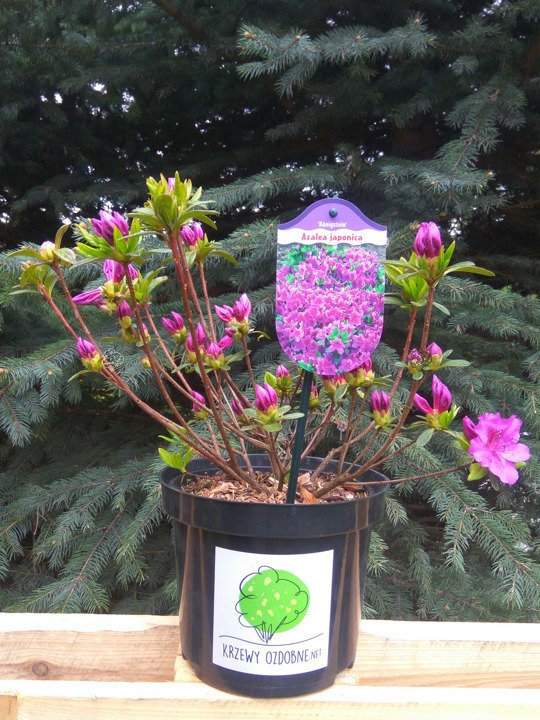 Azalia japońska Konigstein Rhododendron obtusum P9