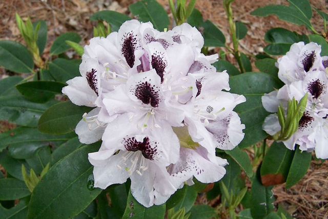 Różanecznik Calsap Rhododendron C2
