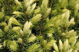 Świerk biały Daisy's White Picea glauca C2