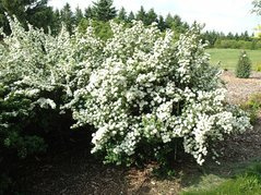 Tawuła trójłatkowa Spiraea trilobata C2