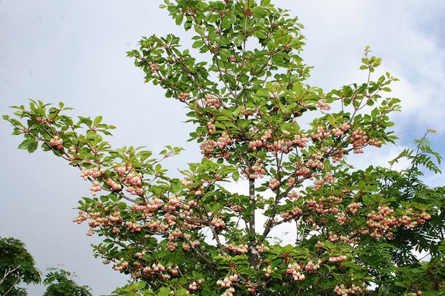 Enkiant dzwonkowaty Enkianthus campanulatus C2