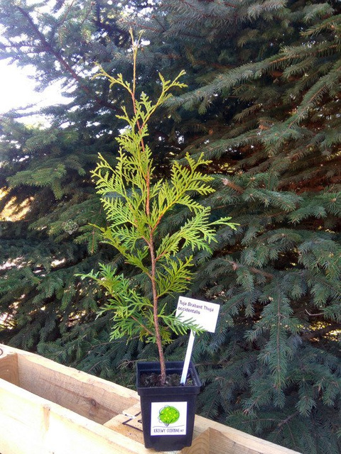 Tuja Brabant Thuja occidentalis P9