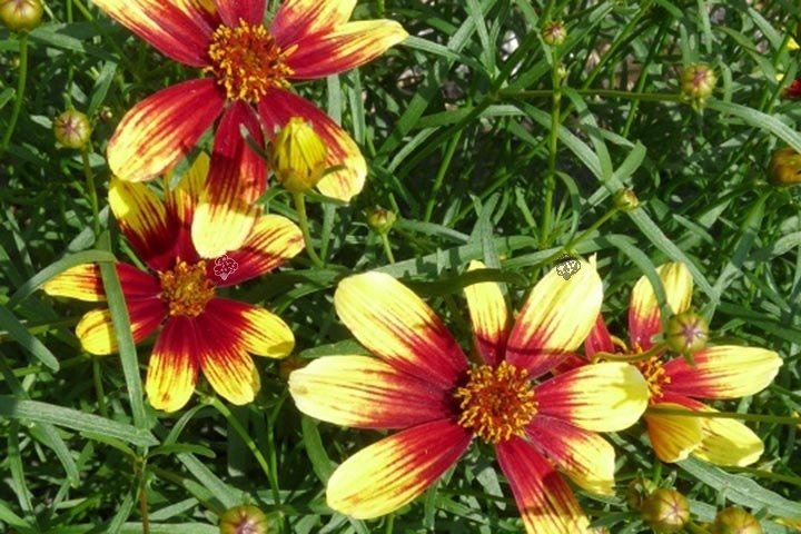 Nachyłek okółkowy Bengal Tiger Coreopsis verticilata C2