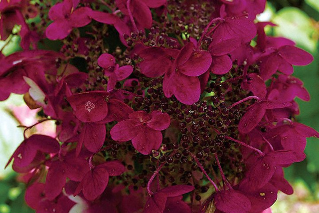 Hortensja bukietowa Wims Red PBR Hydrangea paniculata C3