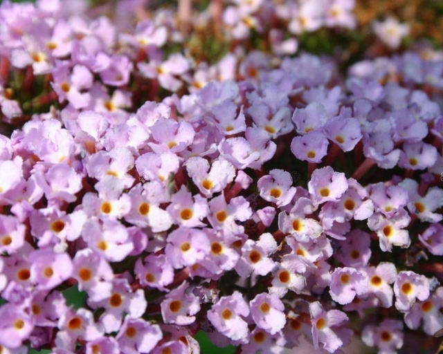 Budleja Dawida Nike Buddleja davidii C3