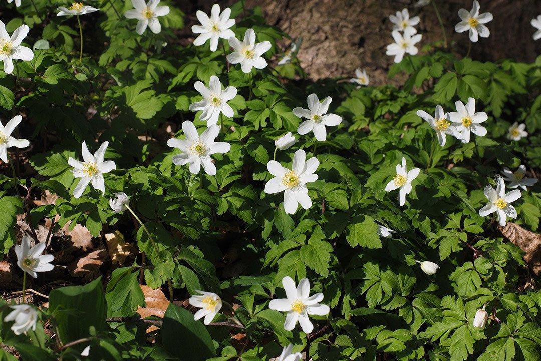 Zawilec wielkokwiatowy Anemone sylvestris P9
