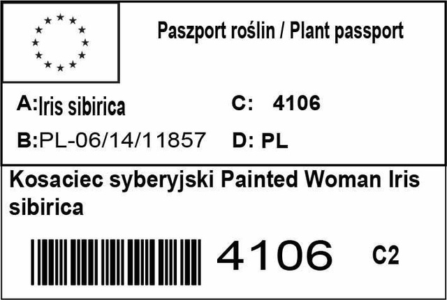 Kosaciec syberyjski Painted Woman Iris sibirica C2