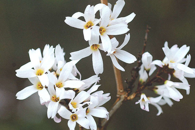 Abeliofylum koreańskie Abeliophyllum distichum C2