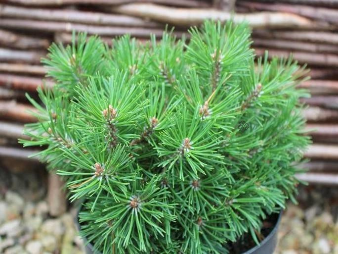 Sosna kosodrzewina Mops Midget Pinus mugo C5