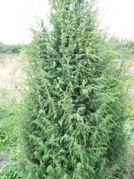 Jałowiec pospolity Hibernica Juniperus communis P9