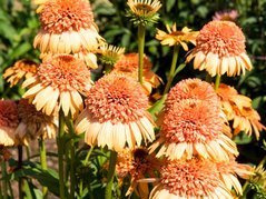 Jeżówka Supreme PBR Cantaloupe Echinacea C1,5