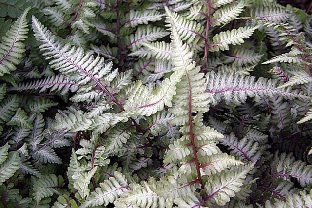 Wietlica japońska Ursula's Red Athyrium niponicum C2
