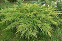 Jałowiec Pfitzera Goldkissen Juniperus pfitzeriana P9