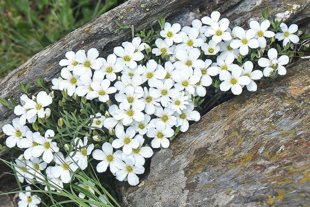 Piaskowiec górski Mont Blanc Arenaria montana C1,5
