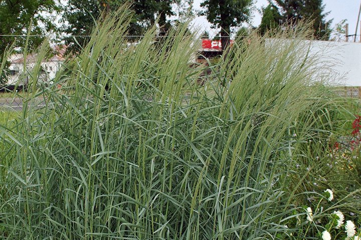 Proso rózgowate Panicum virgatum P9