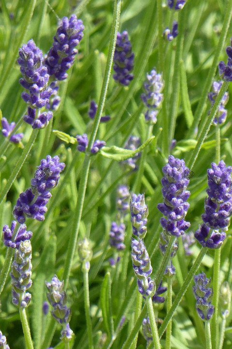 Lawenda wąskolistna Hidcote Blue Scent Lavandula angustifolia P9