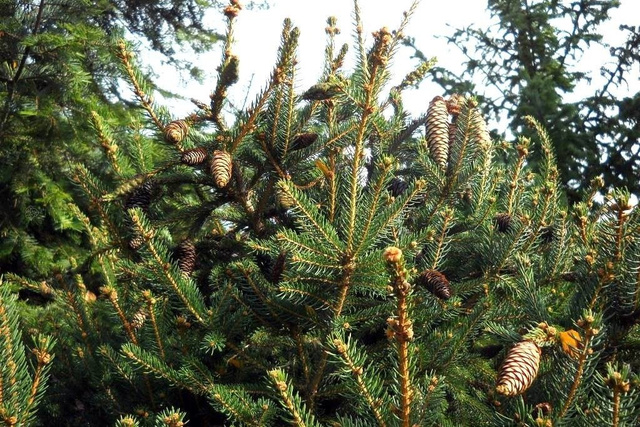 Świerk pospolity Acrocona Picea abies C2